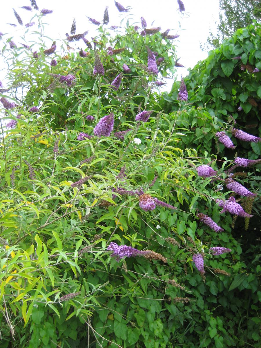 Arbre à papillons