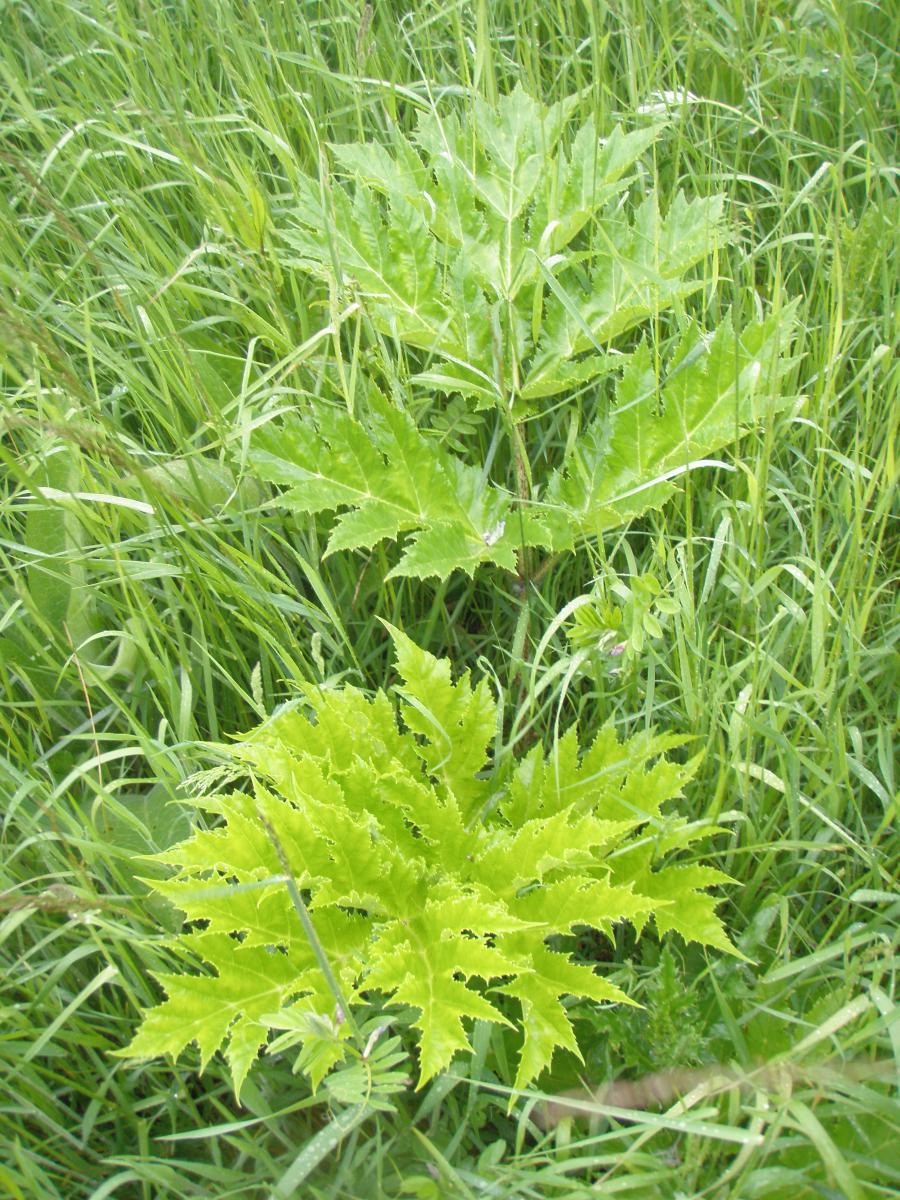 Berce du Caucase