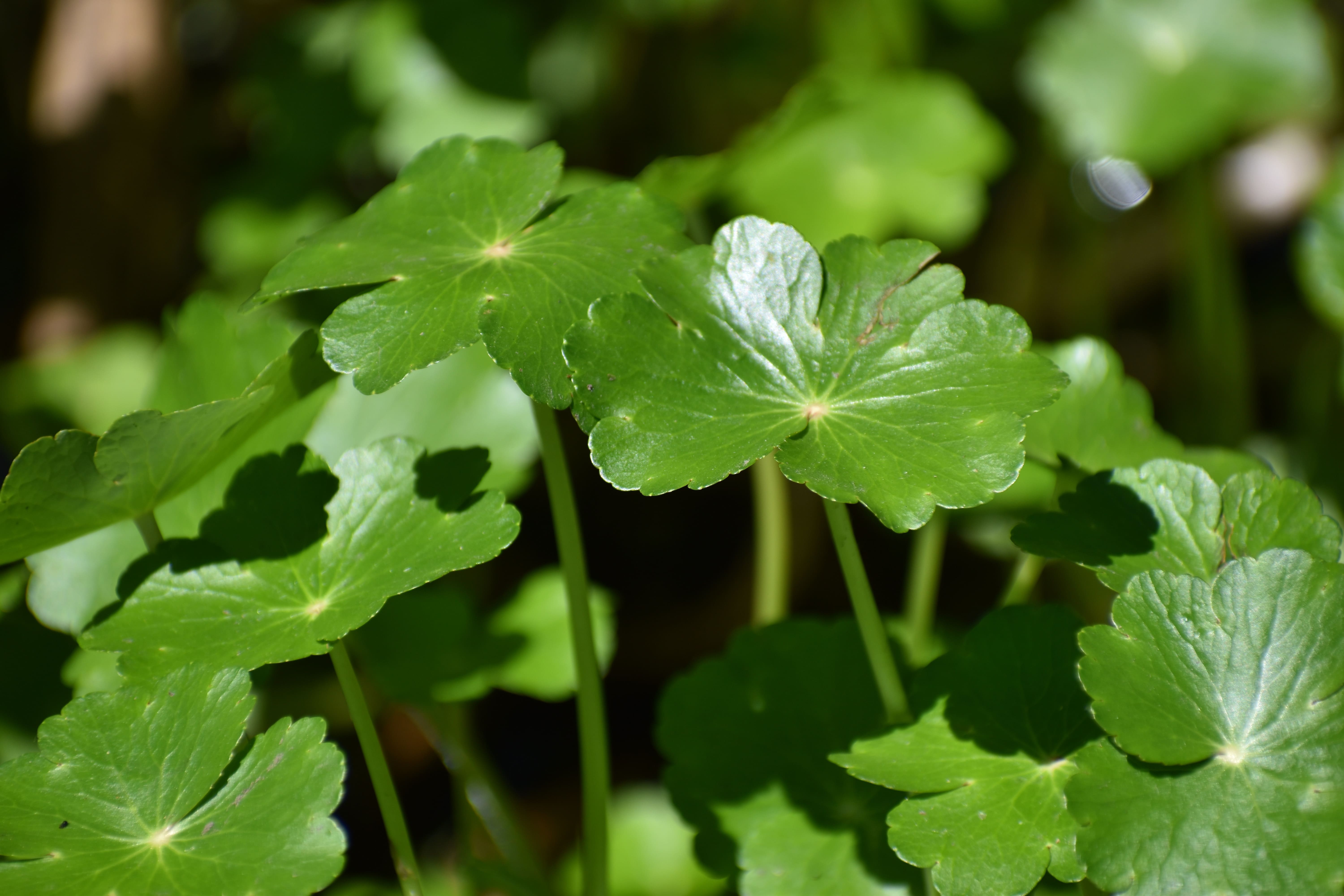hydrocotyle fausse renoncule